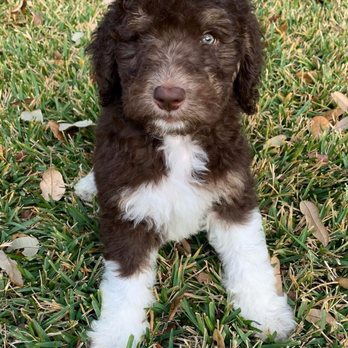Snickersdoodles - Amos @ 10wks. Standard F1b Goldendoodle. Mabel+Brody 10/26/2020 - Pet Breeders Near Me