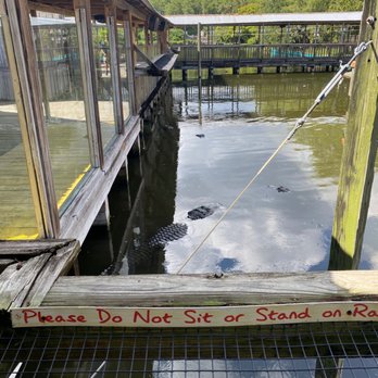 Gatorland - Alligators everywhere in Gatorland - Zoos Near Me - Orlando, Florida Gatorland - Alligators everywhere in Gatorland - Zoos Near Me - Orlando, Florida