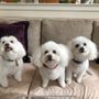 Photo of Furever Friends