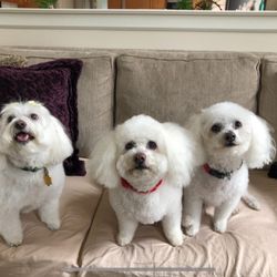 Furever Friends - Pretty Furbabies
