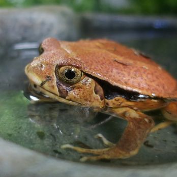 LLLReptile & Supply- Henderson - Madagascar Tomato Frog - Pet Stores Near Me - Henderson, Nevada LLLReptile & Supply- Henderson - Madagascar Tomato Frog - Pet Stores Near Me - Henderson, Nevada