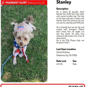 Styled by Ashley Mason - This is her little dog Stanley in case any of you who are reading this are currently in Oklahoma - Hair Stylists Near Me - Oklahoma City, Oklahoma Styled by Ashley Mason - This is her little dog Stanley in case any of you who are reading this are currently in Oklahoma - Hair Stylists Near Me - Oklahoma City, Oklahoma