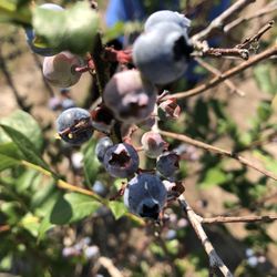 Berry Patch