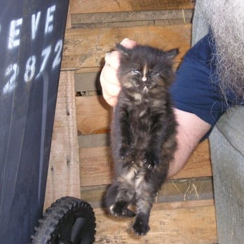 Great Plains SPCA - Bodacious's sister Feral Queen Star Aura (AKA: Nosey). - Animal Shelters Near Me - Merriam, Kansas