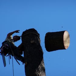 Maxum Tree Service