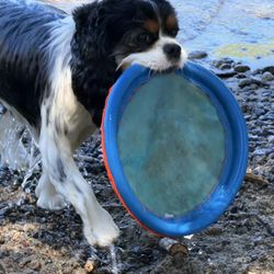 Donner Memorial State Park - July 8, 2026 - Nice beach on lake to throw frisbee for Sophie.