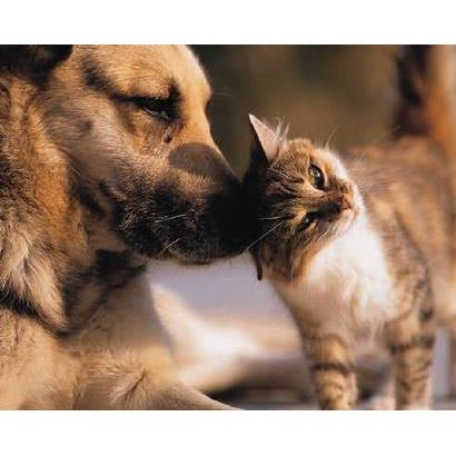 Albany County Veterinary Hospital - pet boarding facility in Albany, NY