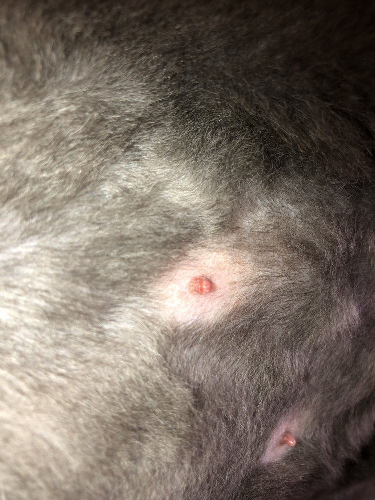 BARK AVENUE Updated August 2024 1007 Morningside Ave, Sioux City