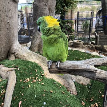 Free Flight - Animal Shelters Near Me - Del Mar, California