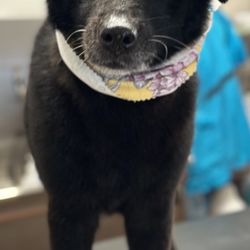 Soapy Paws Dog Grooming