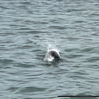 Sunshine Scenic Tours - Dolphins - Boating Near Me - Madeira Beach, Florida