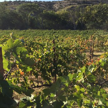 Page Springs Cellars - Grapes as far as you can see - Massage Near Me - Cornville, Arizona