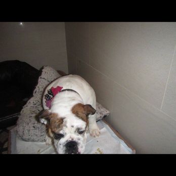 Jet Pet Resort YVR - Pet Sitting Near Me - Richmond, British Columbia