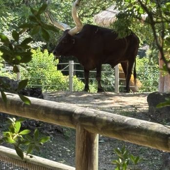 Houston Zoo - Cattle - Zoos Near Me - Houston, Texas Houston Zoo - Cattle - Zoos Near Me - Houston, Texas