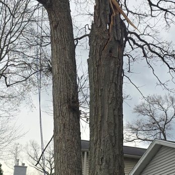 Man vs Tree - Saved the roof - Tree Services Near Me Man vs Tree - Saved the roof - Tree Services Near Me