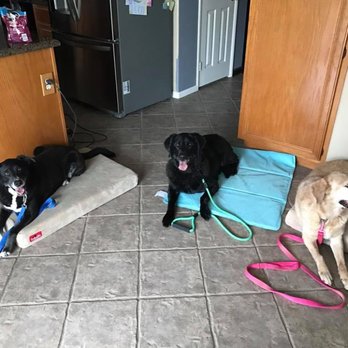 Tara's K9 Solutions - Pet Training Near Me Tara's K9 Solutions - Pet Training Near Me