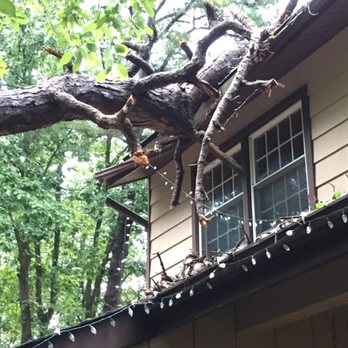 Big Timber Tree Service - Before - Tree Services Near Me - Marlton, New Jersey