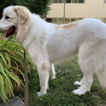 Muddy Paws - This is Urso, my Great Pyrenees, 2 weeks after his grooming. Look at how bright & white he still looks! - Pet Groomers Near Me - McKinleyville, California Muddy Paws - This is Urso, my Great Pyrenees, 2 weeks after his grooming. Look at how bright & white he still looks! - Pet Groomers Near Me - McKinleyville, California