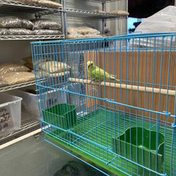 Robinson 01 Pet Shop - Lutino Budgie