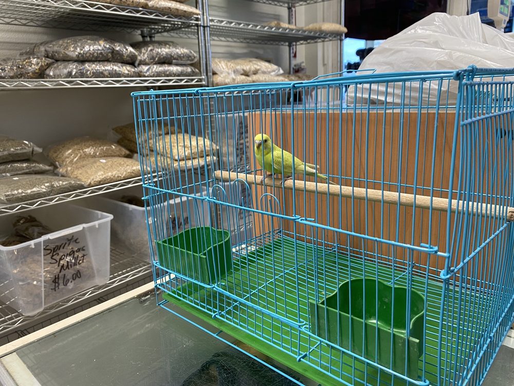 Robinson 01 Pet Shop Image