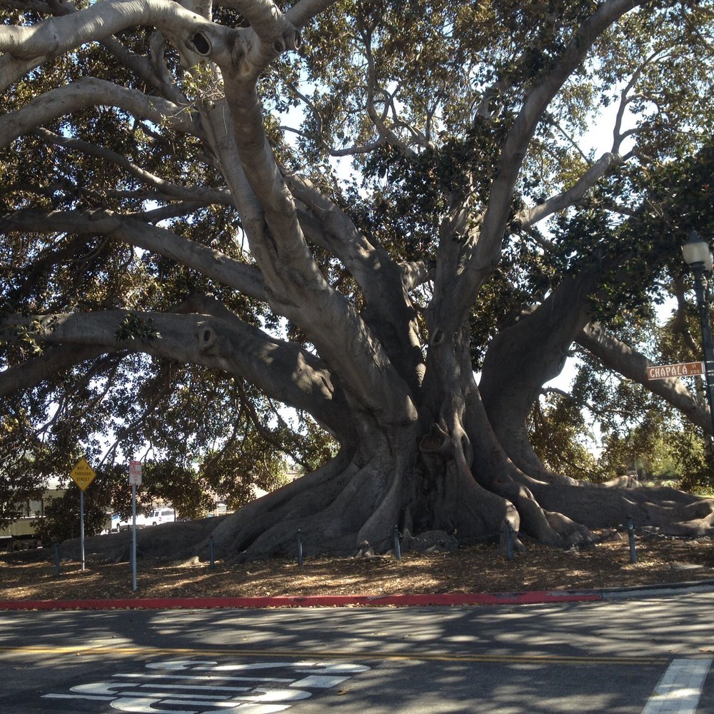 Moreton Bay Fig Tree Park - This is so huge and beautiful tree!!! - Parks Near Me - Santa Barbara, California Moreton Bay Fig Tree Park - This is so huge and beautiful tree!!! - Parks Near Me - Santa Barbara, California