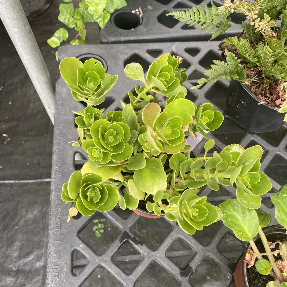 Laura Kay's Nursery & Florist - Nurseries & Gardening Near Me - Mobile, Alabama Laura Kay's Nursery & Florist - Nurseries & Gardening Near Me - Mobile, Alabama