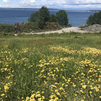 Harborview Park - Wildflowers in May. Careful there are tons of bees! - Parks Near Me - Everett, Washington