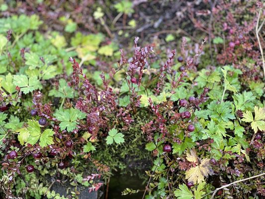 Cranberry Museum by null