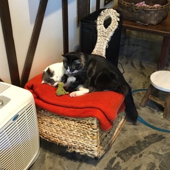 Seattle Meowtropolitan - cuddling - Themed Cafes Near Me - Seattle, Washington Seattle Meowtropolitan - cuddling - Themed Cafes Near Me - Seattle, Washington