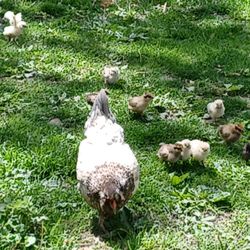 Oak Hollow Acres - Mother hen and her chicks