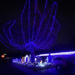 Twi Light Motel II Xmas Light Display - Love the trees