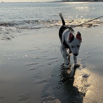 Crissy Field - His first beach! - Parks Near Me - San Francisco, California Crissy Field - His first beach! - Parks Near Me - San Francisco, California