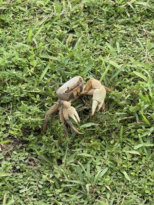 Curry Hammock State Park by null