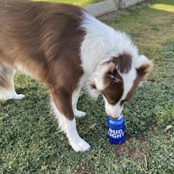 JaY's Blue Water - My dog Rosie