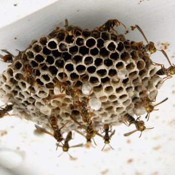 ST Pest Control - Bee hives removed in NYC by our professional technicians - Pest Control Near Me ST Pest Control - Bee hives removed in NYC by our professional technicians - Pest Control Near Me