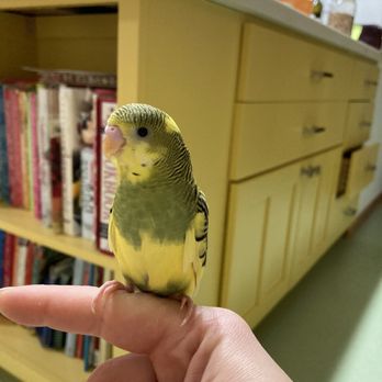 Ladybird Aviary - Opinionated, stubborn, and we couldn't be happier! - Pet Adoption Near Me
