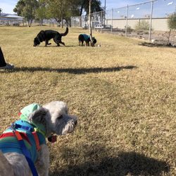 Spike's Desert Dog Park - When the whole gang needs to potty, it's the perfect stop!