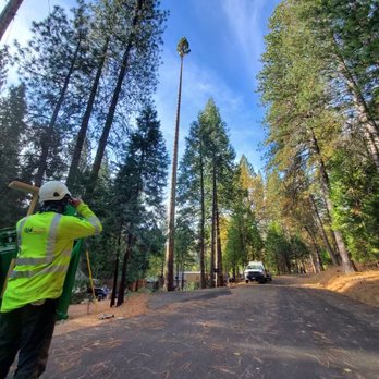 Western Sierra Tree Service - Keeping our distance - Tree Services Near Me Western Sierra Tree Service - Keeping our distance - Tree Services Near Me