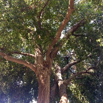 A & J Tree Service - Looking up into the oak before - Tree Services Near Me - Pomona, California A & J Tree Service - Looking up into the oak before - Tree Services Near Me - Pomona, California