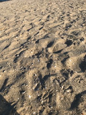 Inkwell Beach by null