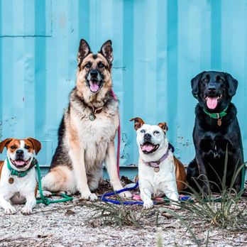 Good Dog Enrichment and Training - Pet Training Near Me Good Dog Enrichment and Training - Pet Training Near Me