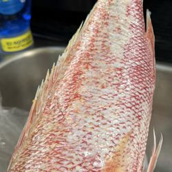Fresh Red snapper