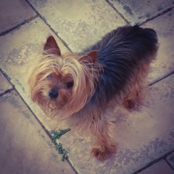SAGE Veterinary Centers - Campbell - Whiskey: 9/11/11 - 1/24/20, now resting peacefully - Veterinarians Near Me - Campbell, California