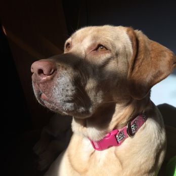Peaceful Paws - Pet Cremation Services Near Me Peaceful Paws - Pet Cremation Services Near Me