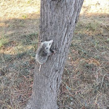 Ashe Animal Control - Opossum in new habitat - Wildlife Control Near Me
