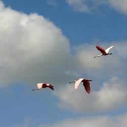 Night Swan Intracoastal B & B - Flying Spoonbills Paying a Visit to us here at the Night Swan Intracoastal Bed & Breakfast