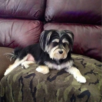 Unfurgettable Pet Grooming - My dog, Morky, right after Kerri groomed him in the Unfurgettable Van in our driveway! - Pet Groomers Near Me