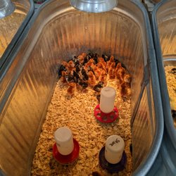 BLAIN'S FARM & FLEET - Madison, WI - Some of the spring chickens