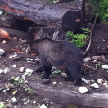 Grouse Mountain - Grizzly bear! - Hiking Near Me - North Vancouver, British Columbia