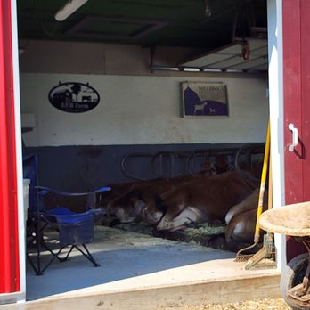 Locust Hill Market - two cows laying in a barn - Farmers Market Near Me - Millbrook, New York Locust Hill Market - two cows laying in a barn - Farmers Market Near Me - Millbrook, New York